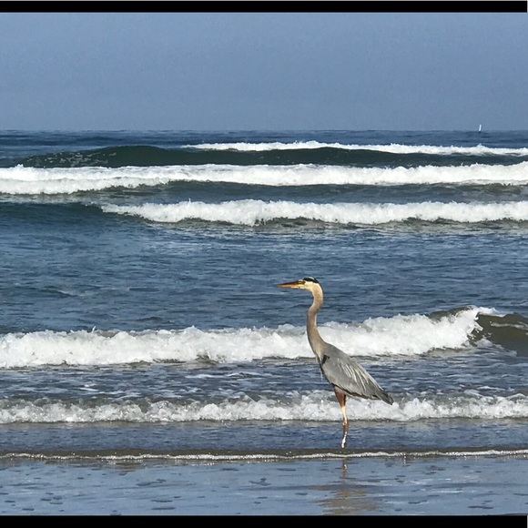 Meet your Posher, Patty - Picture 2 of 2